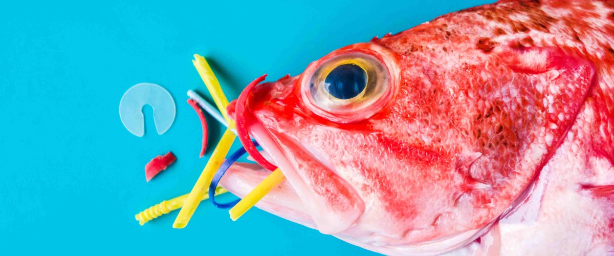 A New Focus of Food Production