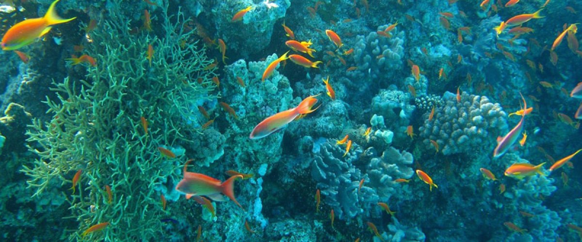 Sea Food Distributors